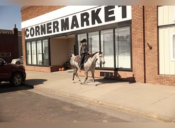 American Quarter Horse, Giumenta, 7 Anni, Grigio