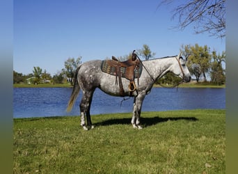 American Quarter Horse, Giumenta, 7 Anni, Grigio