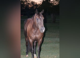 American Quarter Horse, Giumenta, 7 Anni, Morello