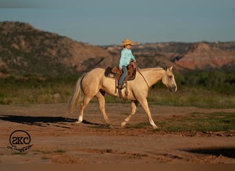American Quarter Horse, Giumenta, 7 Anni, Palomino