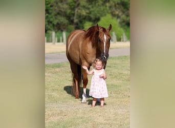 American Quarter Horse, Giumenta, 7 Anni, Red dun