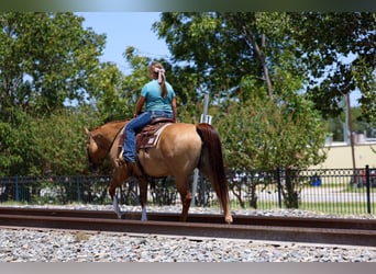 American Quarter Horse, Giumenta, 7 Anni, Red dun