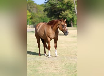 American Quarter Horse, Giumenta, 7 Anni, Red dun