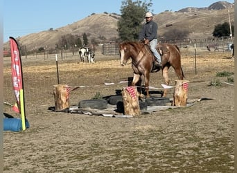 American Quarter Horse, Giumenta, 7 Anni, Roano rosso