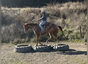 American Quarter Horse, Giumenta, 7 Anni, Roano rosso