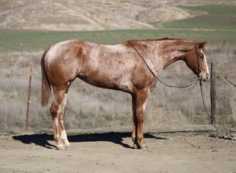 American Quarter Horse, Giumenta, 7 Anni, Roano rosso