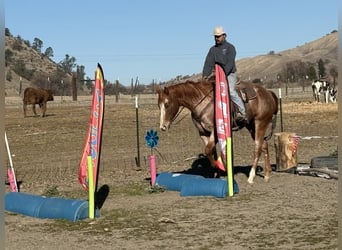 American Quarter Horse, Giumenta, 7 Anni, Roano rosso