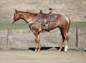 American Quarter Horse, Giumenta, 7 Anni, Roano rosso