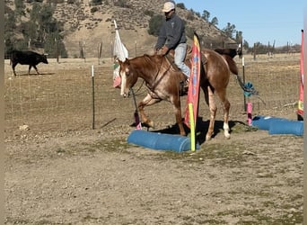 American Quarter Horse, Giumenta, 7 Anni, Roano rosso