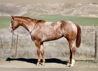 American Quarter Horse, Giumenta, 7 Anni, Roano rosso