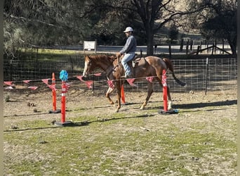 American Quarter Horse, Giumenta, 7 Anni, Roano rosso