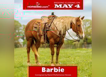 American Quarter Horse, Giumenta, 7 Anni, Sauro ciliegia