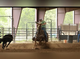 American Quarter Horse, Giumenta, 7 Anni, Sauro ciliegia