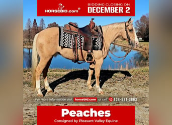 American Quarter Horse, Giumenta, 8 Anni, 135 cm, Palomino