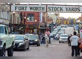 American Quarter Horse, Giumenta, 8 Anni, 140 cm, Bianco