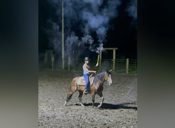 American Quarter Horse, Giumenta, 8 Anni, 142 cm, Baio ciliegia
