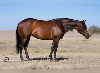 American Quarter Horse, Giumenta, 8 Anni, 142 cm, Baio ciliegia