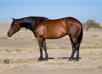 American Quarter Horse, Giumenta, 8 Anni, 142 cm, Baio ciliegia