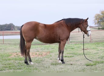 American Quarter Horse, Giumenta, 8 Anni, 142 cm, Baio ciliegia