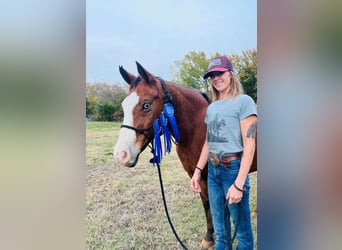 American Quarter Horse, Giumenta, 8 Anni, 142 cm, Baio ciliegia
