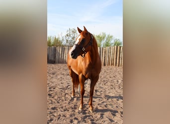 American Quarter Horse, Giumenta, 8 Anni, 142 cm, Sauro scuro
