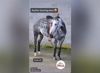 American Quarter Horse, Giumenta, 8 Anni, 144 cm, Grigio pezzato