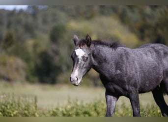 American Quarter Horse, Giumenta, 8 Anni, 144 cm, Grigio pezzato