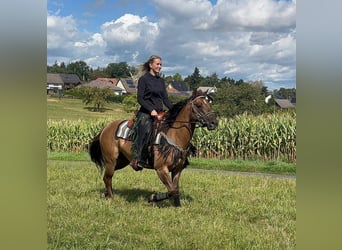 American Quarter Horse, Giumenta, 8 Anni, 145 cm, Baio chiaro