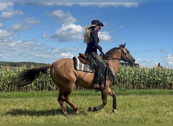 American Quarter Horse, Giumenta, 8 Anni, 145 cm, Baio chiaro