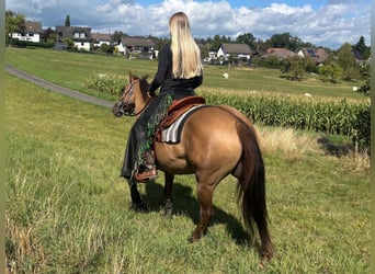 American Quarter Horse, Giumenta, 8 Anni, 145 cm, Baio chiaro