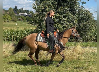 American Quarter Horse, Giumenta, 8 Anni, 145 cm, Baio chiaro