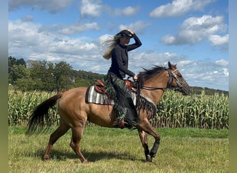 American Quarter Horse, Giumenta, 8 Anni, 145 cm, Baio chiaro