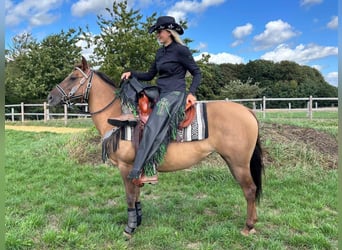 American Quarter Horse, Giumenta, 8 Anni, 145 cm, Baio chiaro