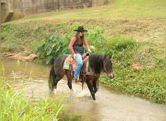 American Quarter Horse, Giumenta, 8 Anni, 147 cm, Baio ciliegia