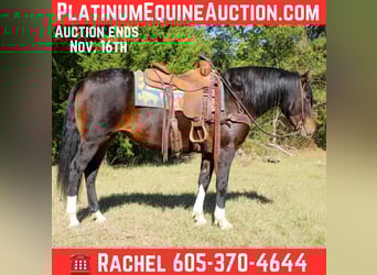 American Quarter Horse, Giumenta, 8 Anni, 147 cm, Baio ciliegia
