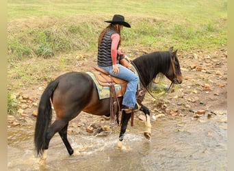 American Quarter Horse, Giumenta, 8 Anni, 147 cm, Baio ciliegia