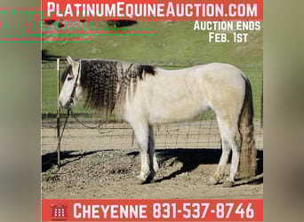 American Quarter Horse, Giumenta, 8 Anni, 147 cm, Grigio