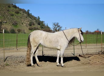 American Quarter Horse, Giumenta, 8 Anni, 147 cm, Grigio