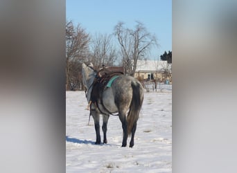 American Quarter Horse, Giumenta, 8 Anni, 147 cm, Grigio