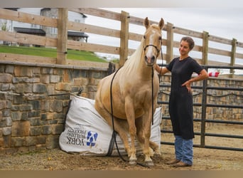 American Quarter Horse, Giumenta, 8 Anni, 147 cm, Palomino
