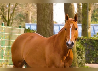 American Quarter Horse, Giumenta, 8 Anni, 147 cm, Red dun