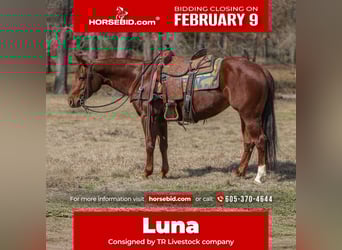 American Quarter Horse, Giumenta, 8 Anni, 147 cm, Sauro ciliegia