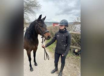 American Quarter Horse Mix, Giumenta, 8 Anni, 148 cm, Baio