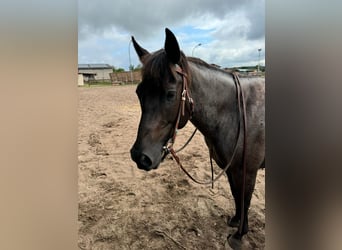 American Quarter Horse, Giumenta, 8 Anni, 148 cm, Roano blu