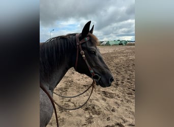 American Quarter Horse, Giumenta, 8 Anni, 148 cm, Roano blu