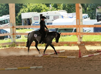 American Quarter Horse, Giumenta, 8 Anni, 148 cm, Roano blu