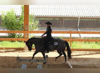 American Quarter Horse, Giumenta, 8 Anni, 148 cm, Roano blu