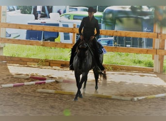 American Quarter Horse, Giumenta, 8 Anni, 148 cm, Roano blu