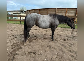 American Quarter Horse, Giumenta, 8 Anni, 148 cm, Roano blu