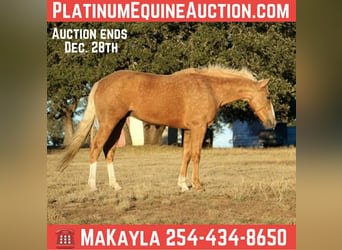 American Quarter Horse, Giumenta, 8 Anni, 150 cm, Palomino